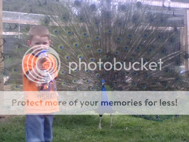 Peacocks.jpg