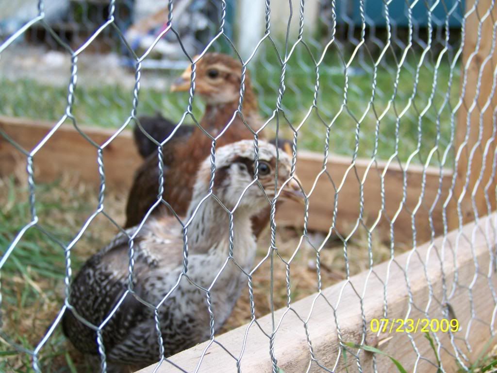 chicksout5.jpg