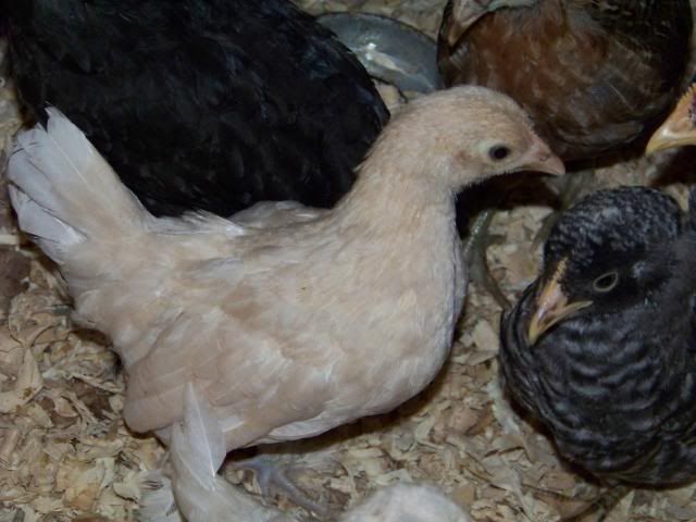 Bantamcochins016.jpg