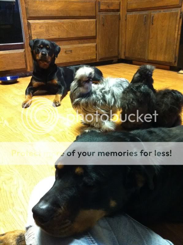 dog.jpg