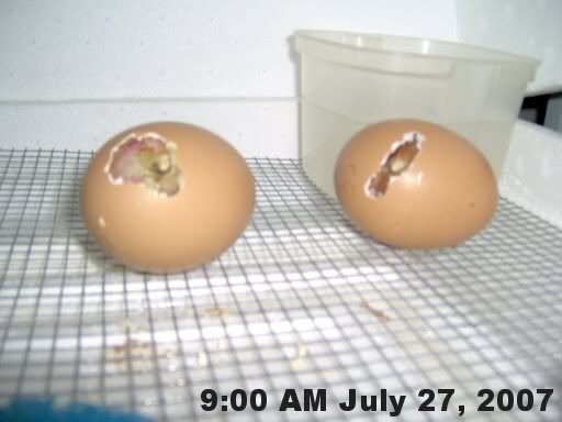 hatchingchicks0081.jpg