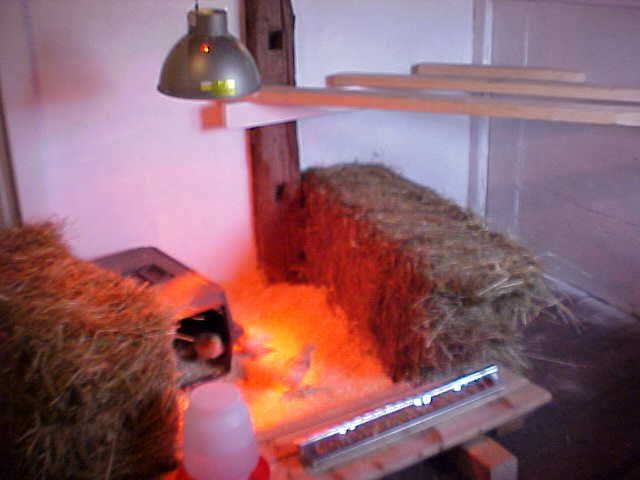 2008May31TransitionBrood.jpg