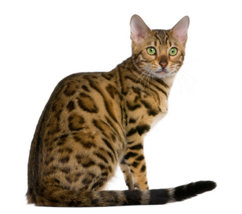 BengalCat.jpg