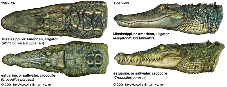 aligator+-+crocodile.jpg