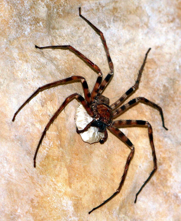 Heteropoda_maxima_1.jpg