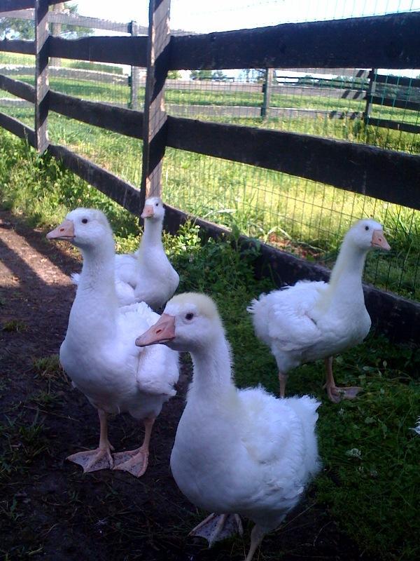 200x200px-ZC-32657e98_geese.jpeg