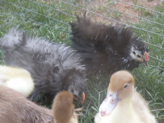 DSCN4303.JPG