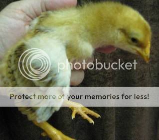 chicks017.jpg