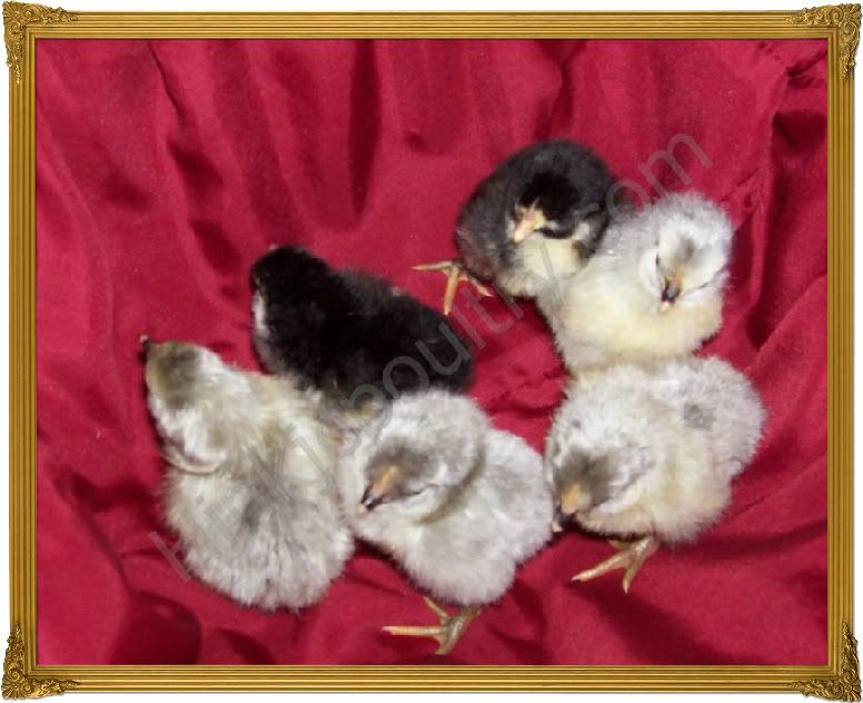 lavenderchicks007_final.jpg