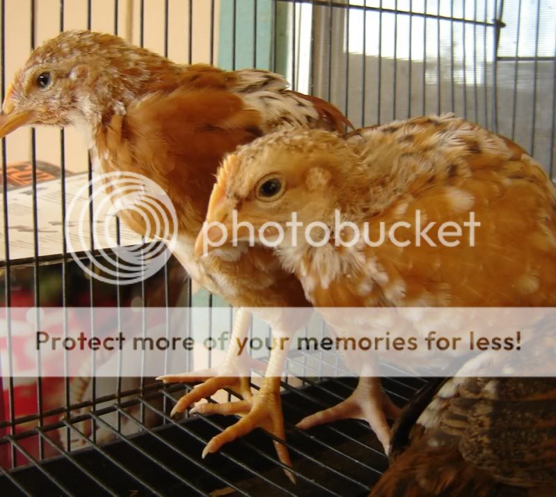 alohathanksgivingchicksonemonth022.jpg