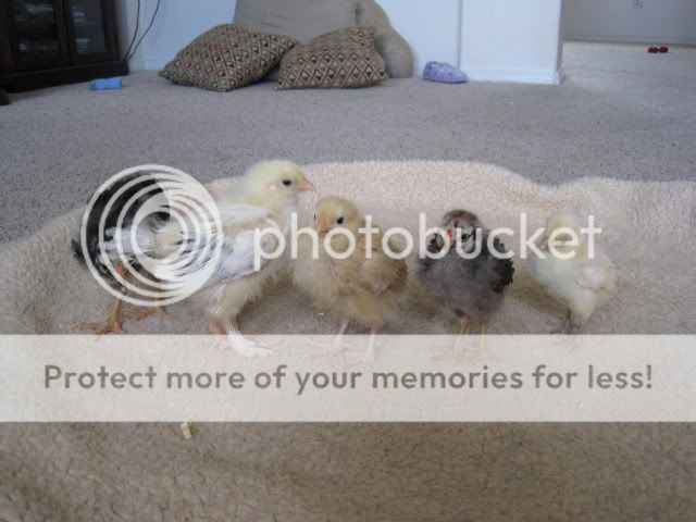 IMG_0812.jpg