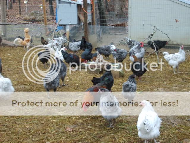 1-21-10flock034.jpg