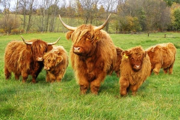 4562d1235739887-what-cow-get-scottish-highland-cattle.jpg