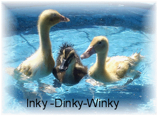 duckies.gif