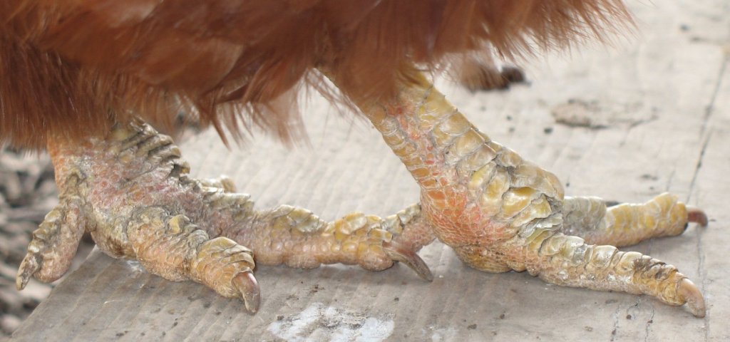 Scaly+Leg+Mites.jpg