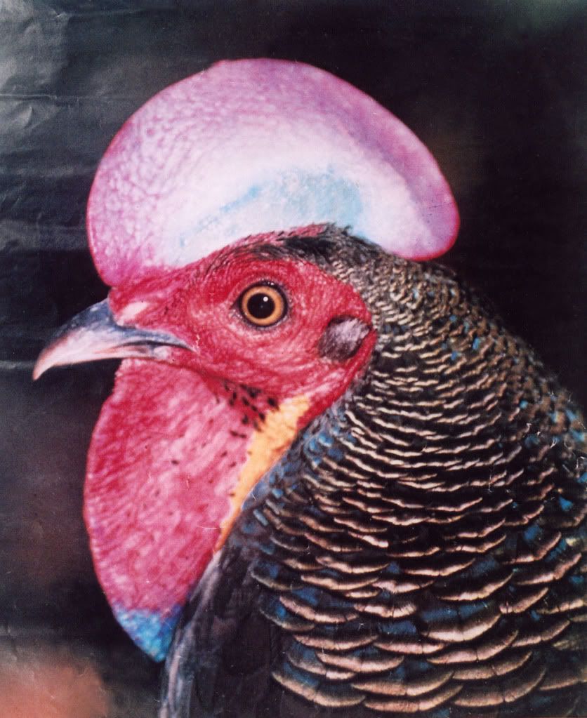 ayam-bekisar.jpg