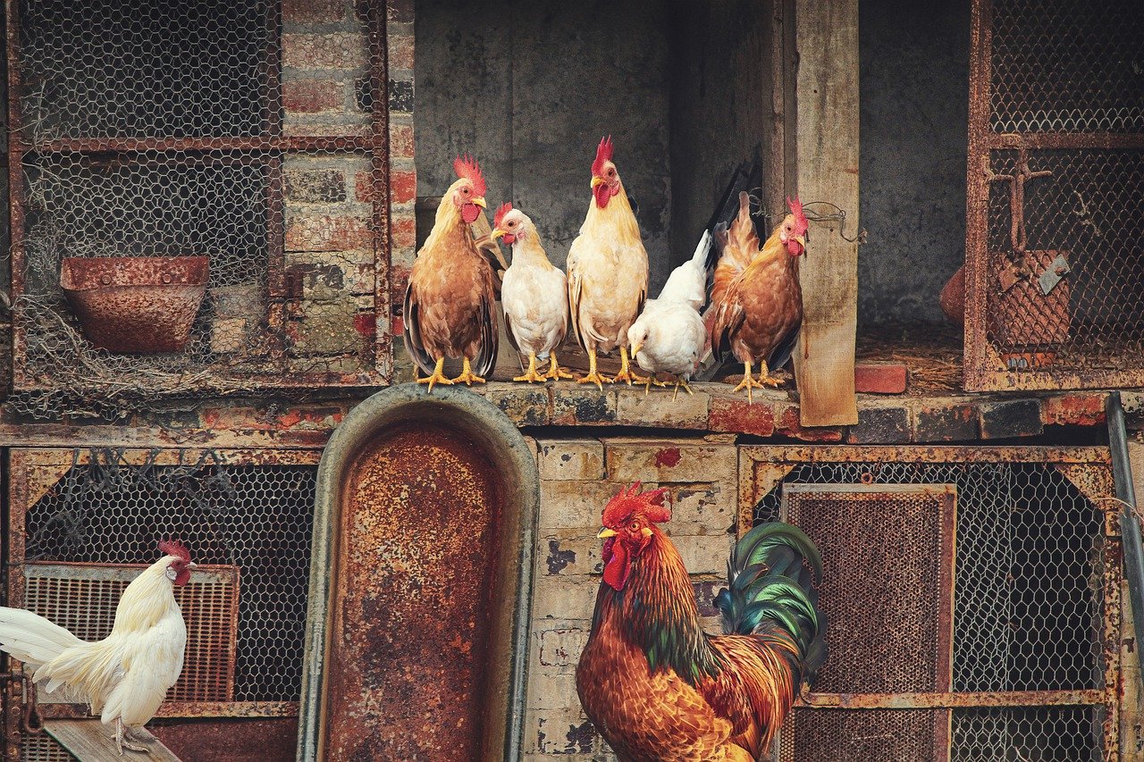 roosters-antique-barn.jpg