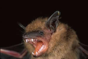littlebrownbatsm.jpg