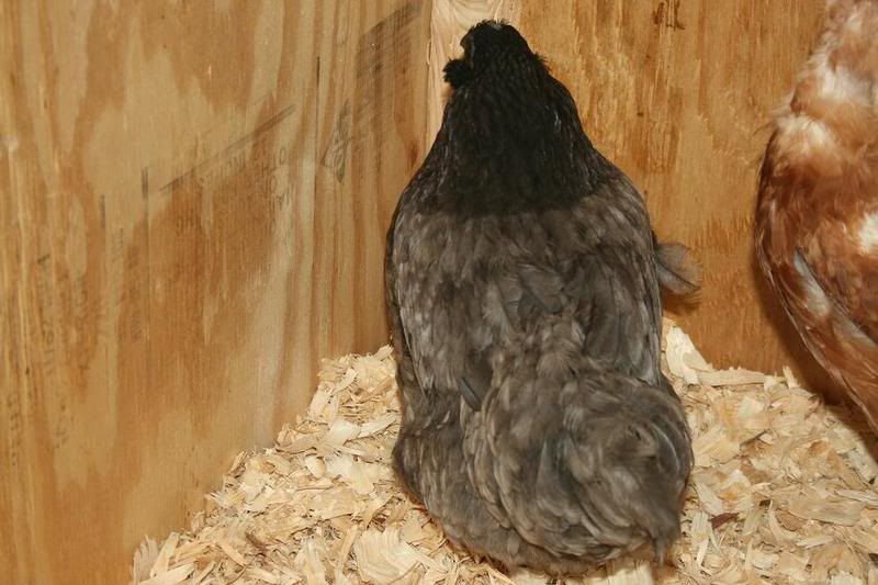 chicken6.jpg