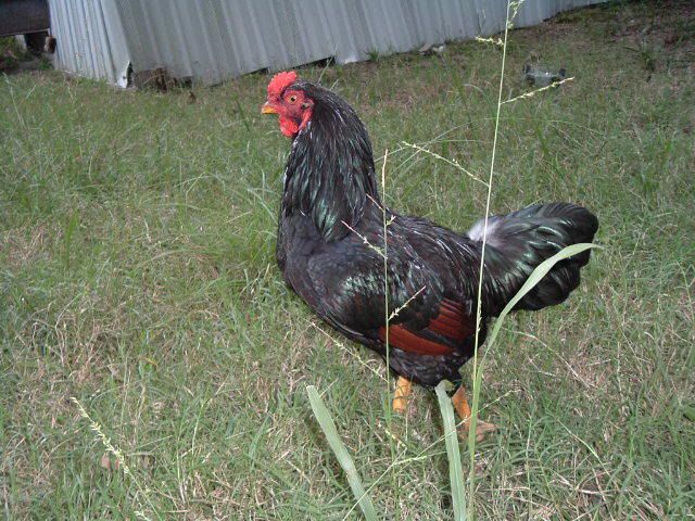 DarkCornishRooster.jpg