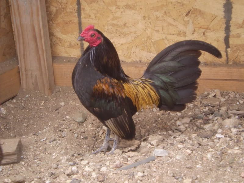 jeffrey104-2.jpg