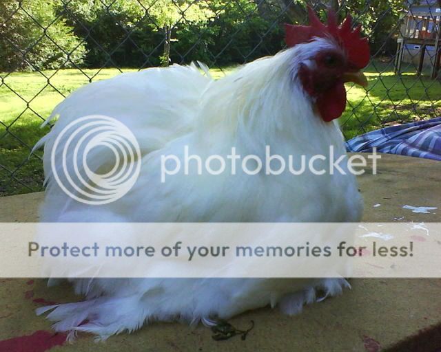 WhiteCochins4.jpg