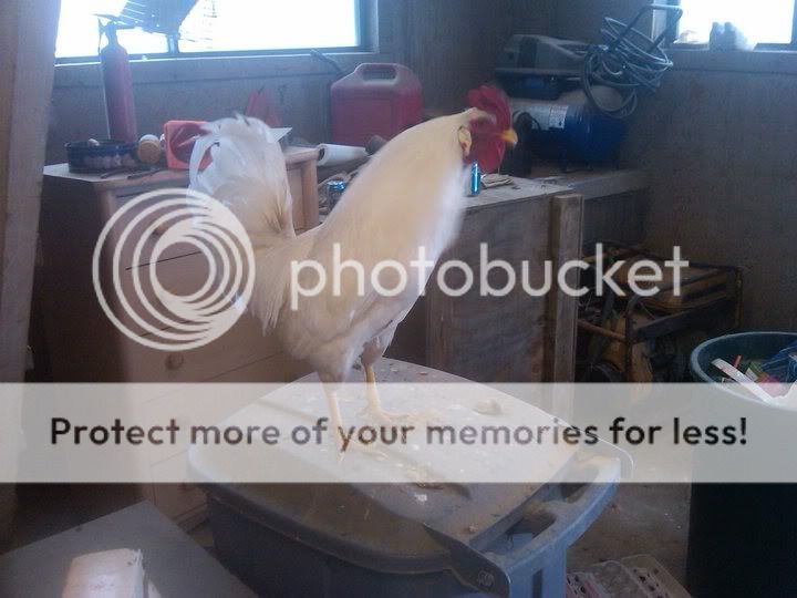 leghorn.jpg