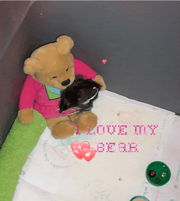 Bear-1.gif