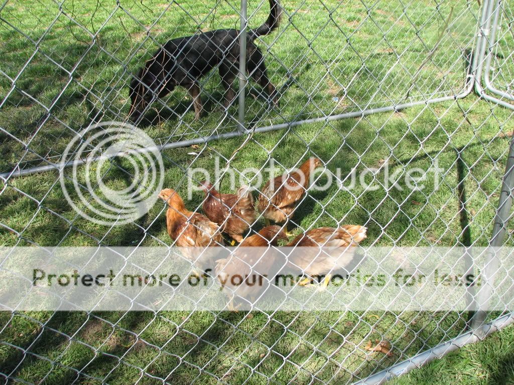 blackchicks027.jpg