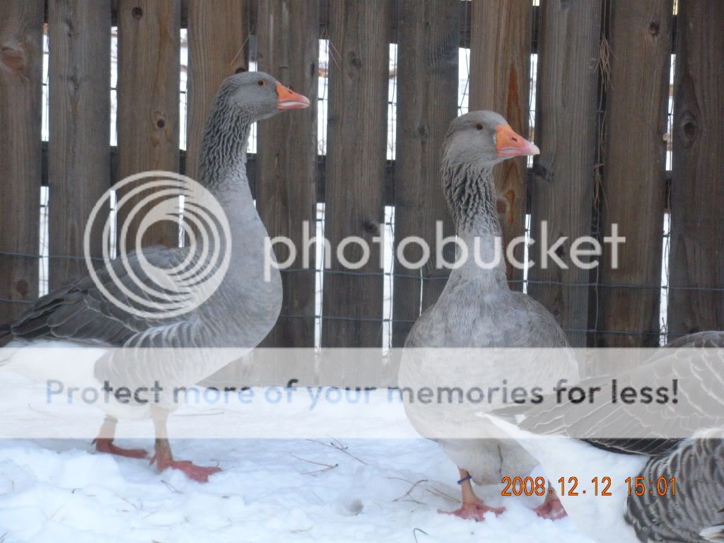 DSCN1403.jpg