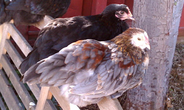 IMAG0802.jpg