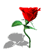 rose.gif