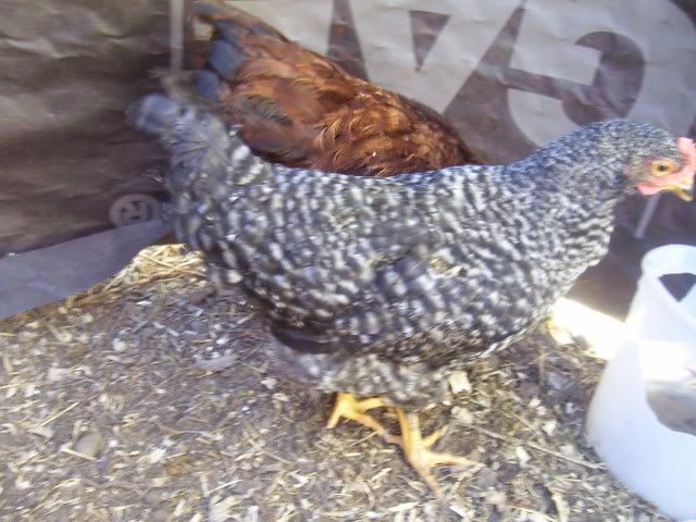 100_2427.jpg