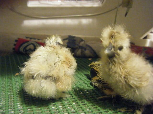 showgirls014.jpg