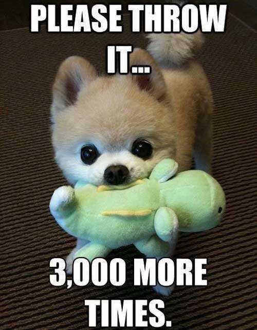 funny-puppy-throw-the-ball-meme.jpg