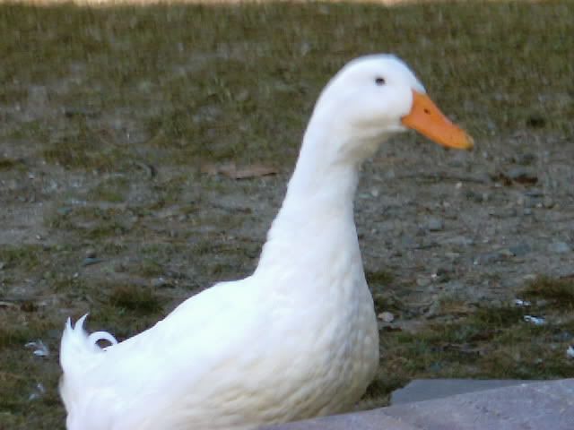 Picture006.jpg