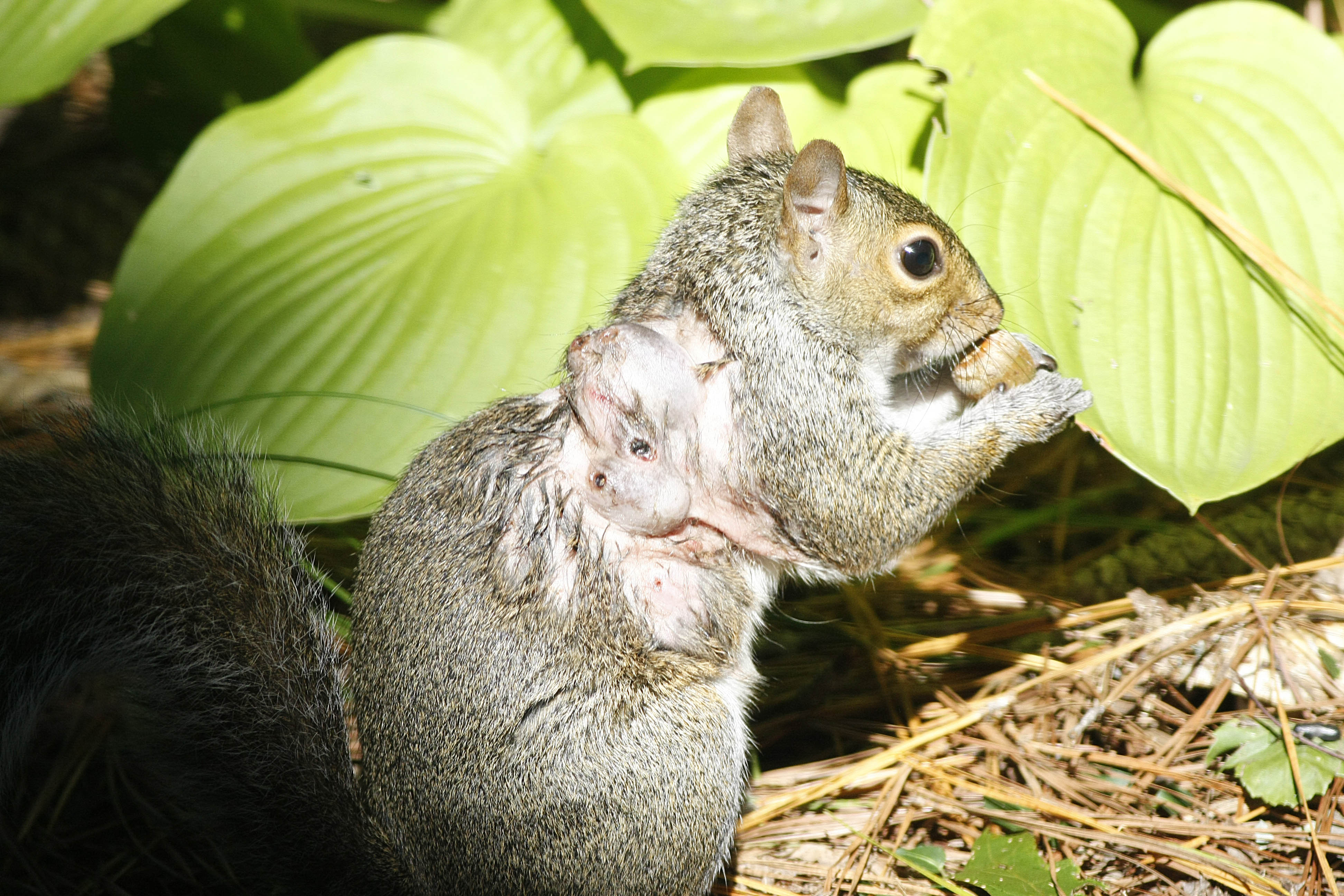 kathy_fleming_squirrel_bot_fly.jpg
