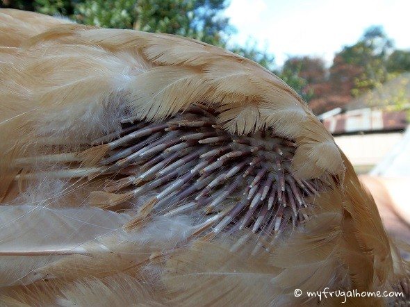 pinfeathers590.jpg