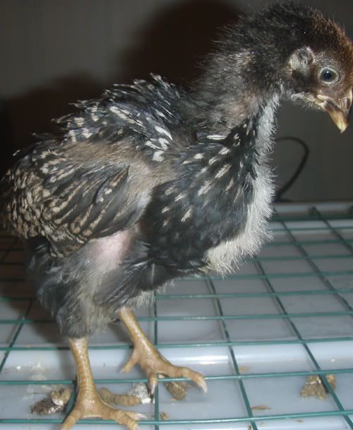 silverchick.jpg