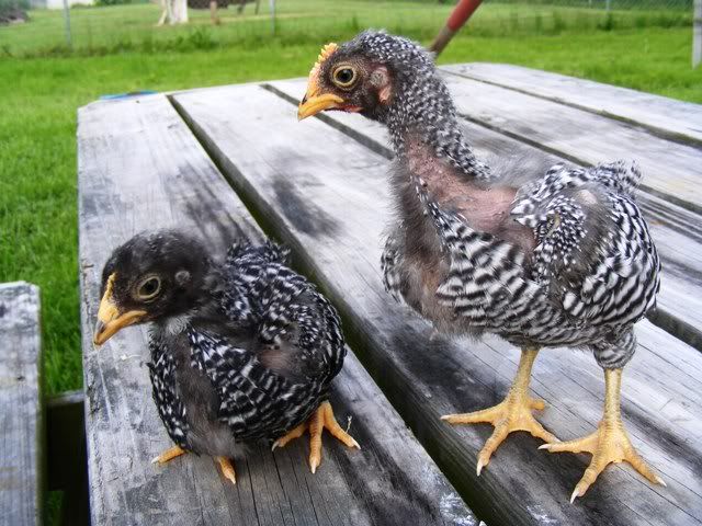BarredRockBantams004.jpg