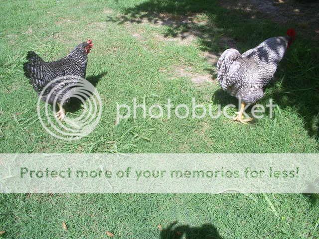 animals083.jpg