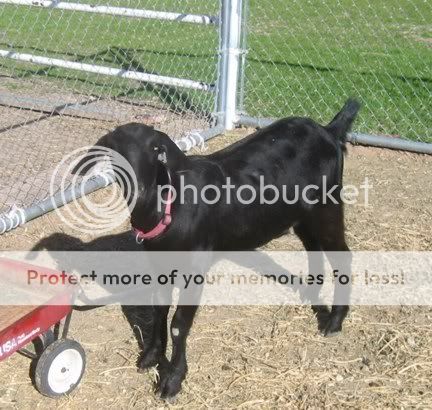 Blackgoat.jpg