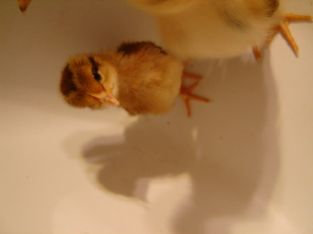 mychickens004.jpg