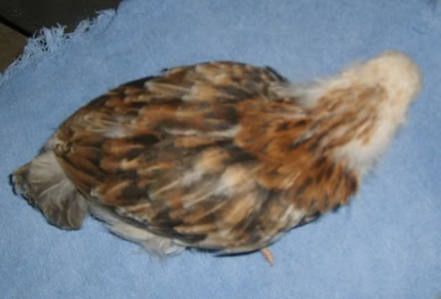 wheatens005.jpg