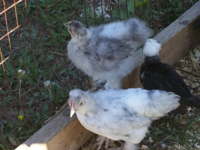 chickens005.jpg