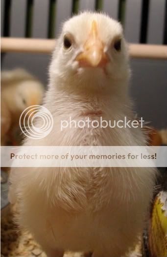 chicksday8004.jpg