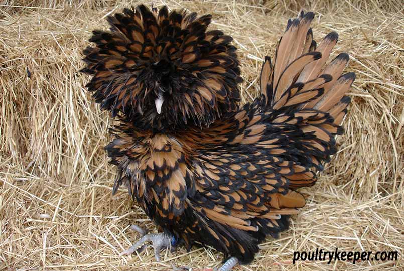 Gold-Laced-Frizzle-Poland_805x540.jpg
