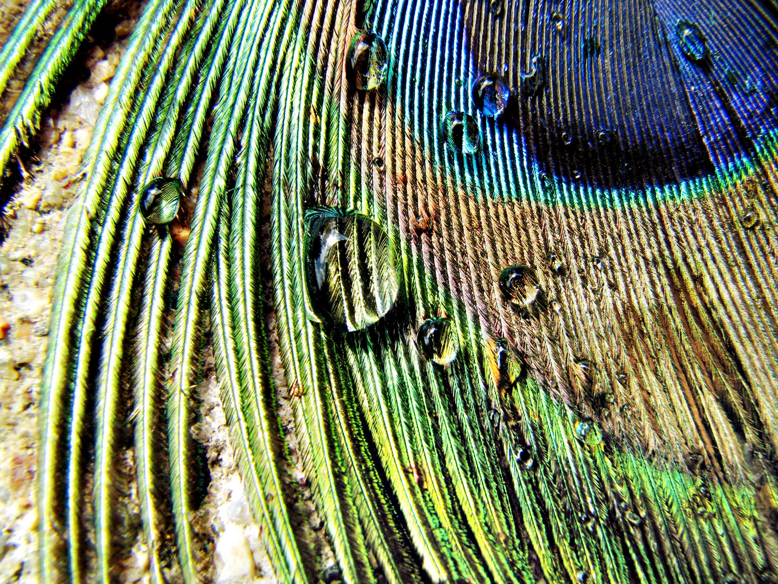 Peacock+12.jpg