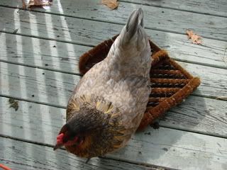 Chicking_Sexing006.jpg