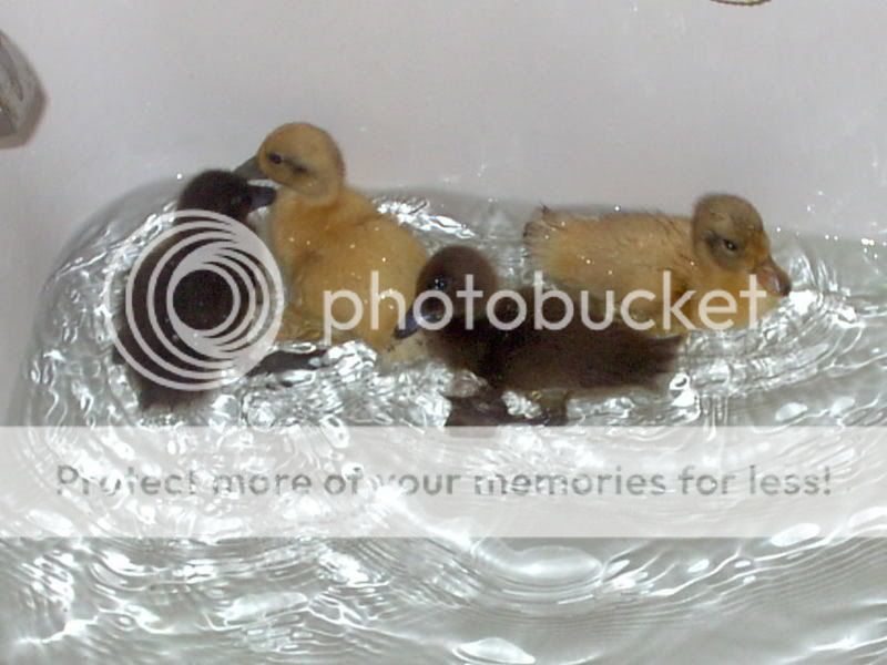 ducka.jpg